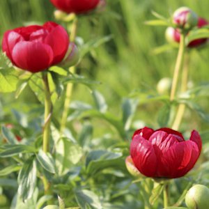 Rote Pfingstrose